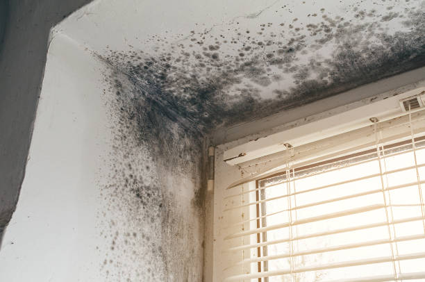 Affordable Mold Cleanup solutions in Ocean Beach, NY